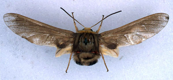 /filer/webapps/moths/media/images/D/dollmani_Paramelisa_LT_BMNH_01.jpg