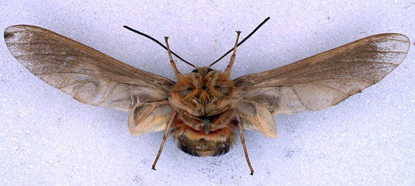 /filer/webapps/moths/media/images/D/dollmani_Paramelisa_LT_BMNH_02.jpg