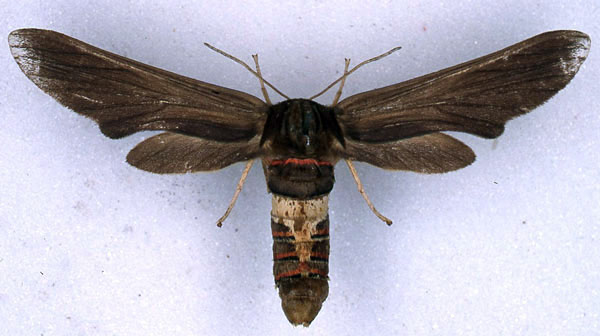/filer/webapps/moths/media/images/D/dollmani_Paramelisa_PLT_BMNH_01.jpg
