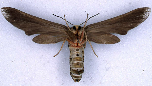 /filer/webapps/moths/media/images/D/dollmani_Paramelisa_PLT_BMNH_02.jpg