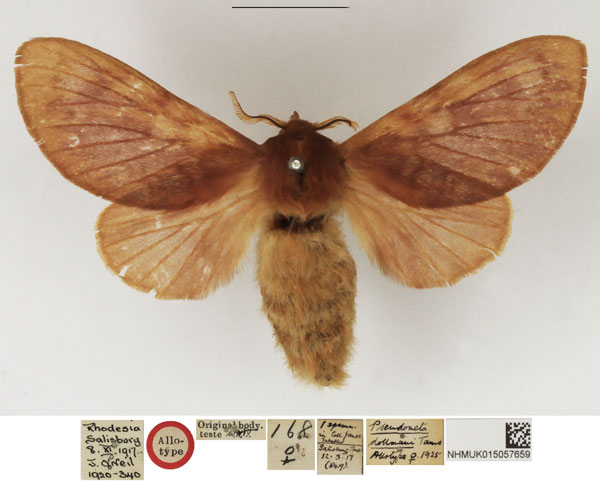 /filer/webapps/moths/media/images/D/dollmani_Pseudometa_AT_NHMUK.jpg