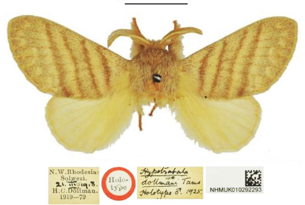 /filer/webapps/moths/media/images/D/dollmani_Pseudometa_HT_NHMUK.jpg