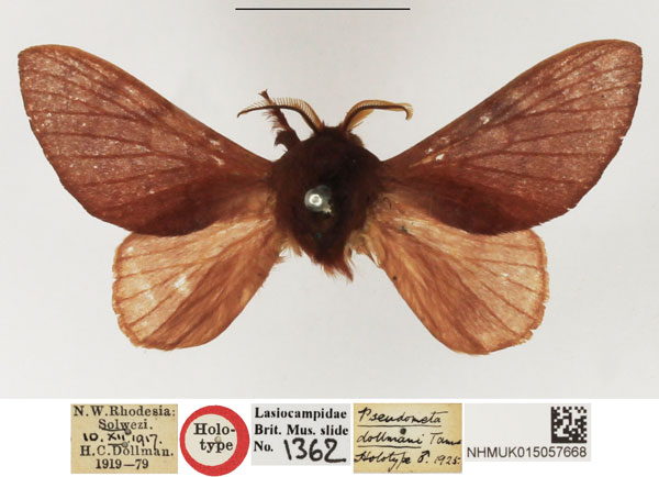 /filer/webapps/moths/media/images/D/dollmani_Pseudometa_HT_NHMUK_GpFE3Pf.jpg