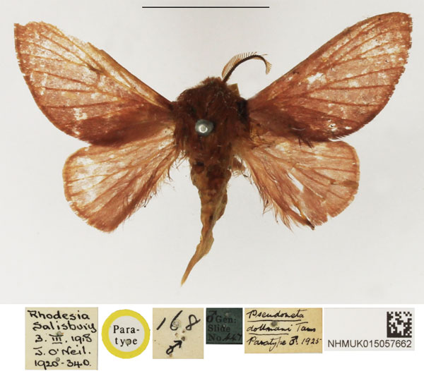 /filer/webapps/moths/media/images/D/dollmani_Pseudometa_PTM_NHMUK_01.jpg