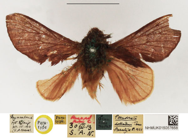 /filer/webapps/moths/media/images/D/dollmani_Pseudometa_PTM_NHMUK_02.jpg
