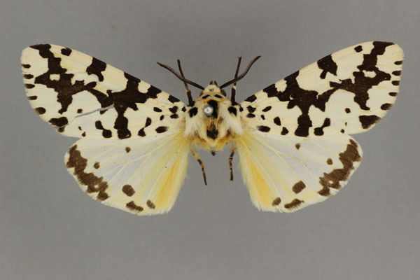 /filer/webapps/moths/media/images/D/dolmani_Alpenus_LT_BMNH.jpg