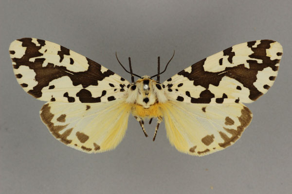/filer/webapps/moths/media/images/D/dolmani_Alpenus_PLT_BMNH.jpg