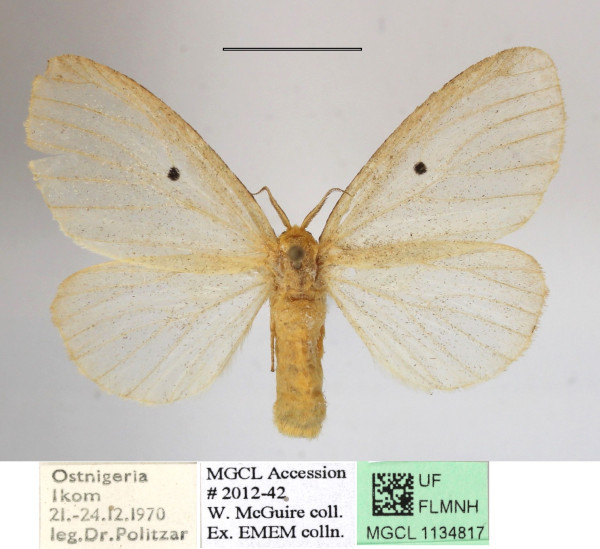 /filer/webapps/moths/media/images/D/dolosa_Marblepsis_AF_MGCLa_03.JPG