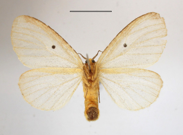 /filer/webapps/moths/media/images/D/dolosa_Marblepsis_AF_MGCLb_03.JPG