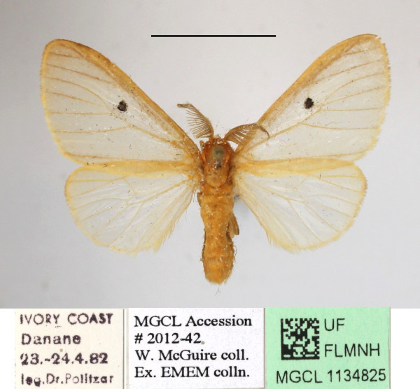 /filer/webapps/moths/media/images/D/dolosa_Marblepsis_AM_MGCLa_01.JPG