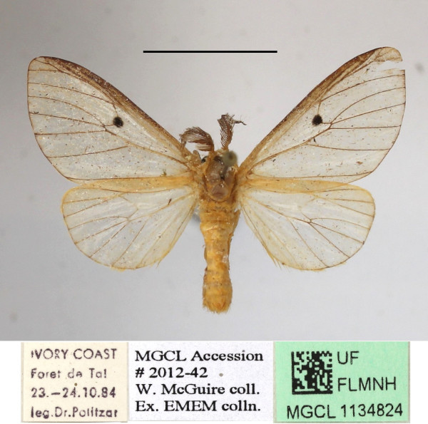 /filer/webapps/moths/media/images/D/dolosa_Marblepsis_AM_MGCLa_02.JPG