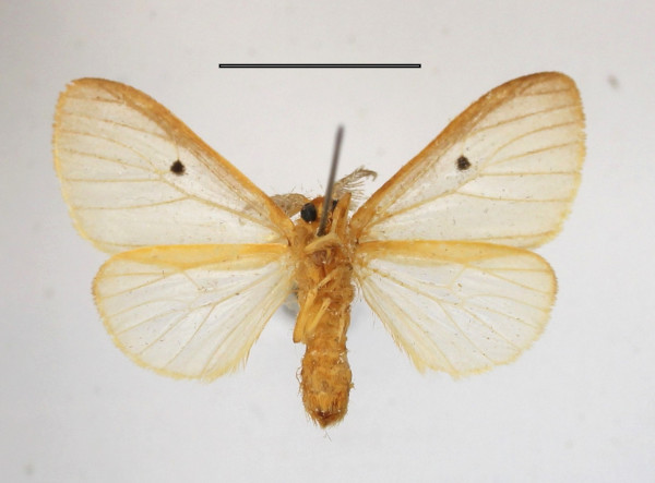 /filer/webapps/moths/media/images/D/dolosa_Marblepsis_AM_MGCLb_01.JPG