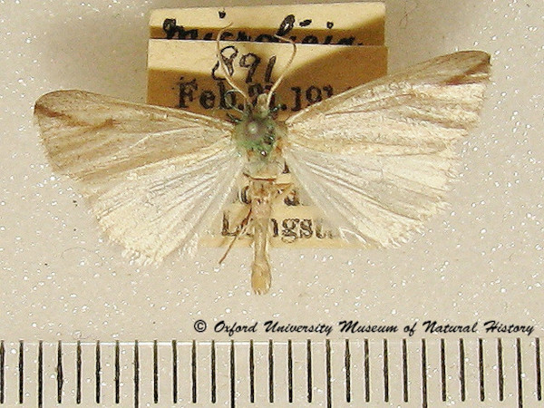 /filer/webapps/moths/media/images/D/dolosa_Microligia_A_OUMNH_01.jpg