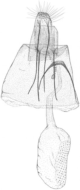 /filer/webapps/moths/media/images/D/dombeyae_Phyllonorycter_GF_DePrins_3748.jpg