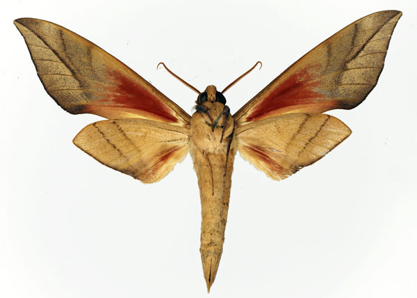 /filer/webapps/moths/media/images/D/domi_Phylloxiphia_AM_Basquin_02.jpg