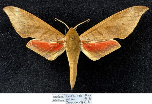 /filer/webapps/moths/media/images/D/domi_Phylloxiphia_AM_Hluchy.jpg