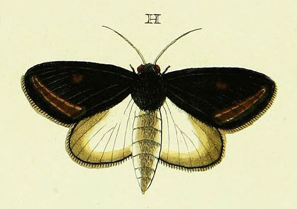 /filer/webapps/moths/media/images/D/dominica_Brithys_Cramer4_399_H.jpg