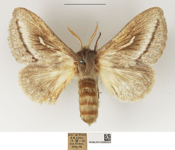 /filer/webapps/moths/media/images/D/donaldsoni_Sena_AF_NHMUK.jpg