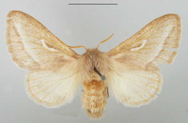 /filer/webapps/moths/media/images/D/donaldsoni_Sena_AF_TMSA.jpg