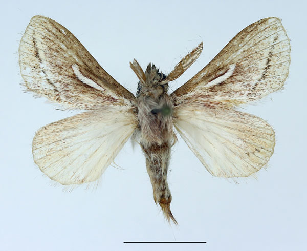 /filer/webapps/moths/media/images/D/donaldsoni_Sena_AM_Basquin_01.jpg