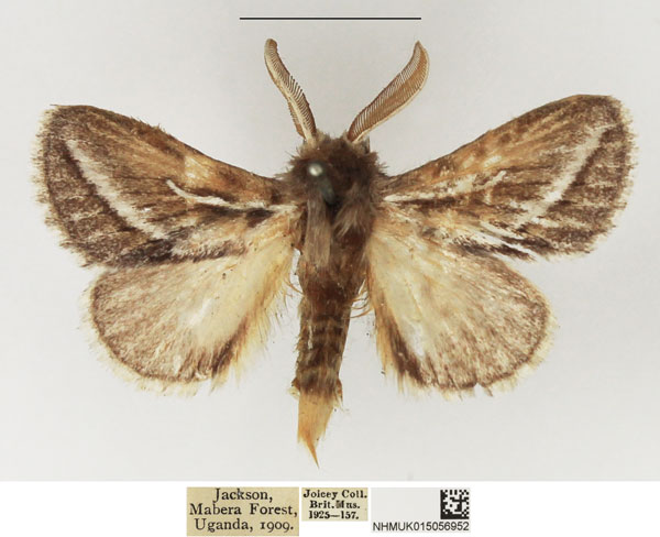 /filer/webapps/moths/media/images/D/donaldsoni_Sena_AM_NHMUK.jpg