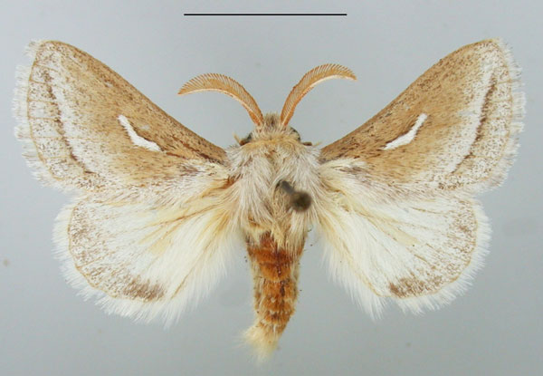 /filer/webapps/moths/media/images/D/donaldsoni_Sena_AM_TMSA.jpg