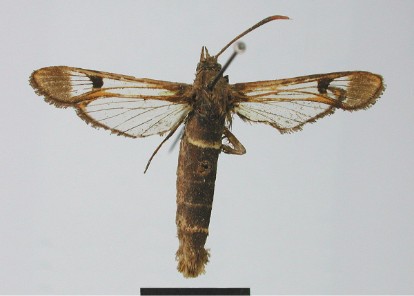 /filer/webapps/moths/media/images/D/donckieri_Hovaesia_HT_MNHN.jpg