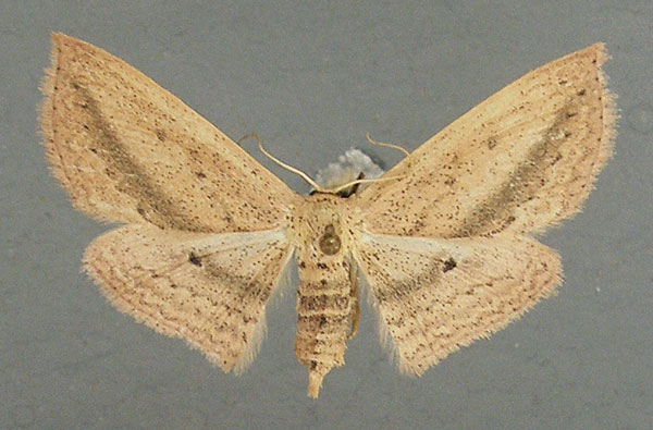 /filer/webapps/moths/media/images/D/donovani_Scopula_AF_TMSA.jpg