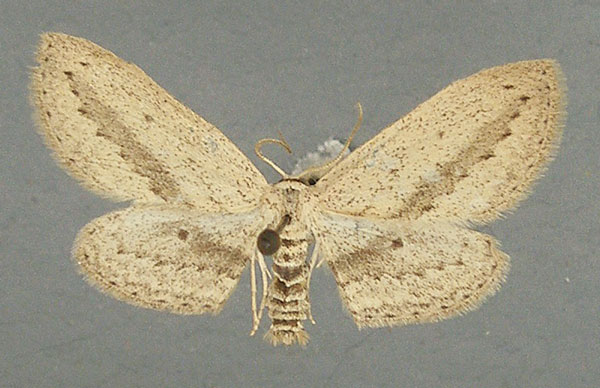 /filer/webapps/moths/media/images/D/donovani_Scopula_AM_TMSA.jpg