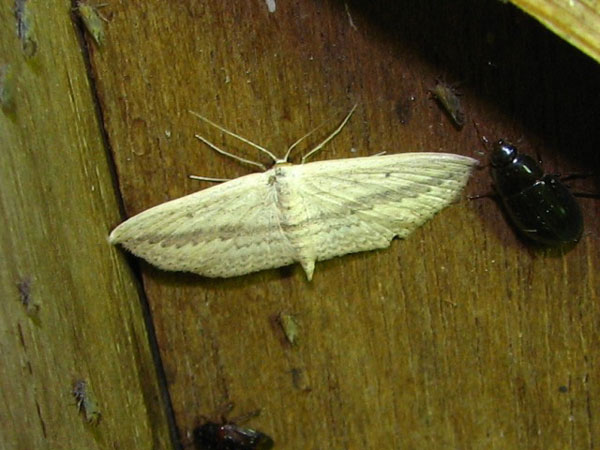 /filer/webapps/moths/media/images/D/donovani_Scopula_A_Goff.jpg