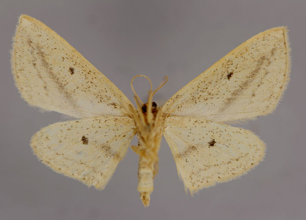 /filer/webapps/moths/media/images/D/donovani_Scopula_A_ZSM_02.jpg