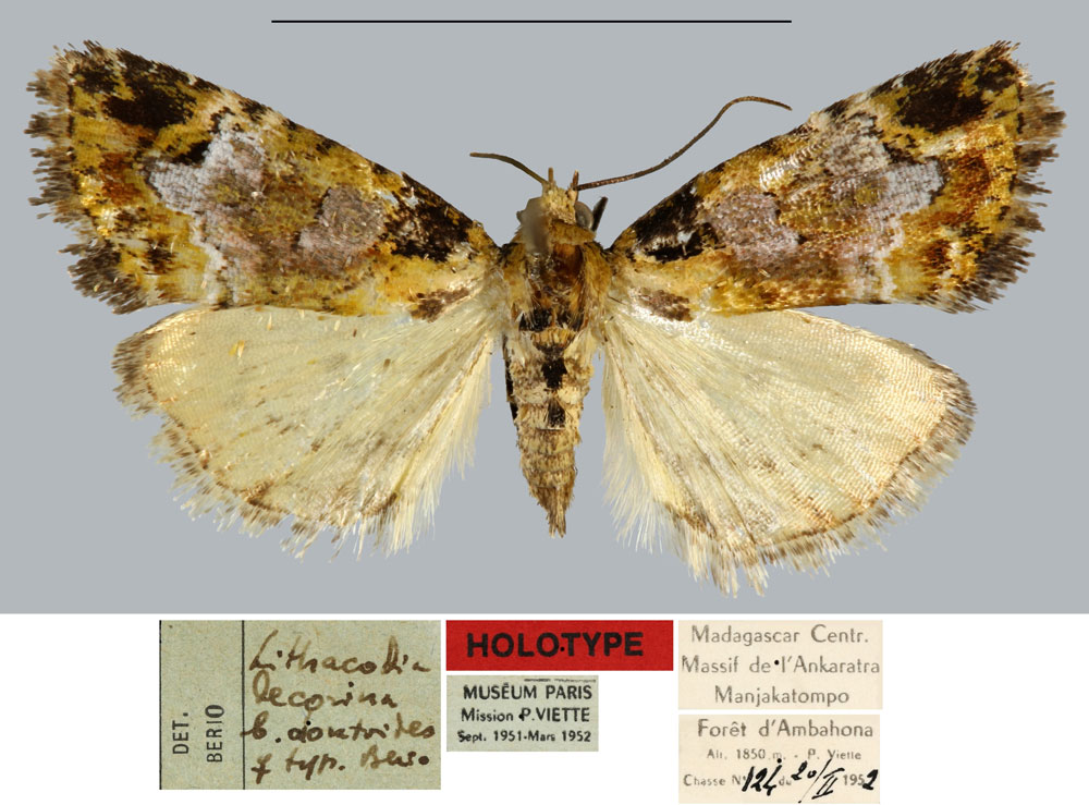 /filer/webapps/moths/media/images/D/doratoides_Lithacodia_HT_MNHN.jpg