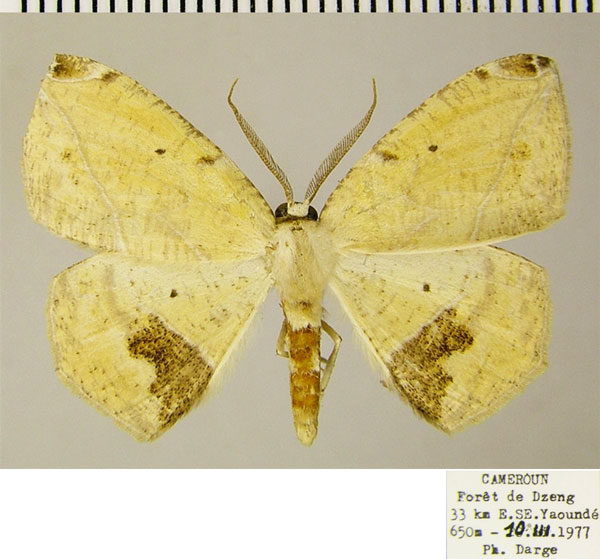 /filer/webapps/moths/media/images/D/dorcas_Epigynopteryx_AM_ZSMa.jpg