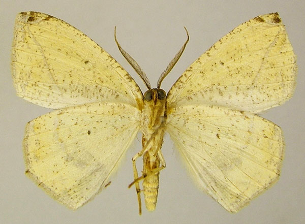 /filer/webapps/moths/media/images/D/dorcas_Epigynopteryx_AM_ZSMb.jpg