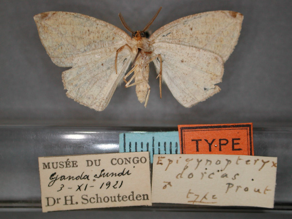 /filer/webapps/moths/media/images/D/dorcas_Epigynopteryx_HT_RMCA_02.jpg