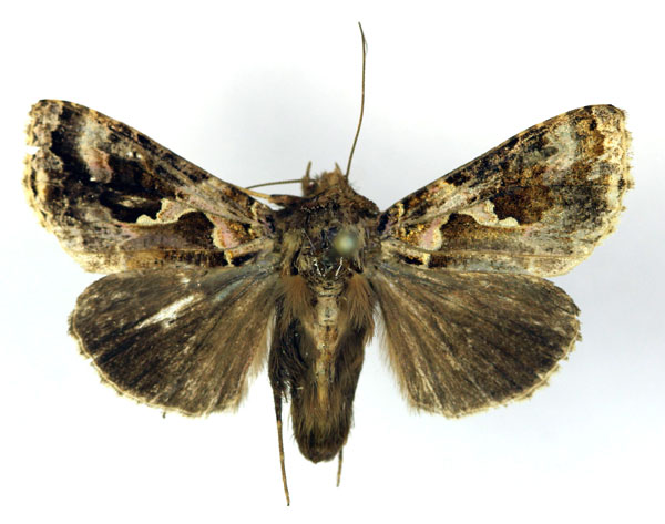 /filer/webapps/moths/media/images/D/dorfmeisteri_Ctenoplusia_AM_RMCA.jpg