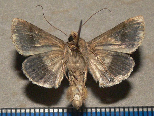 /filer/webapps/moths/media/images/D/dorfmeisteri_Ctenoplusia_A_Goff_02.jpg