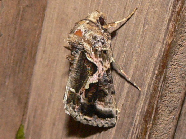 /filer/webapps/moths/media/images/D/dorfmeisteri_Ctenoplusia_A_Goff_03.jpg