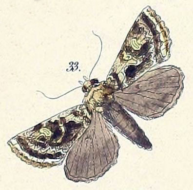 /filer/webapps/moths/media/images/D/dorfmeisteri_Plusia_HT_Felder_1874_110-34.jpg