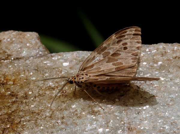 /filer/webapps/moths/media/images/D/doriae_Galtara_AF_King.jpg