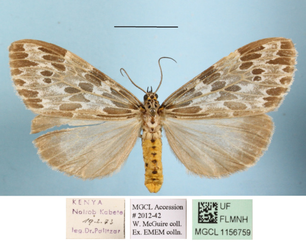 /filer/webapps/moths/media/images/D/doriae_Galtara_AF_MGCLa_02.jpg