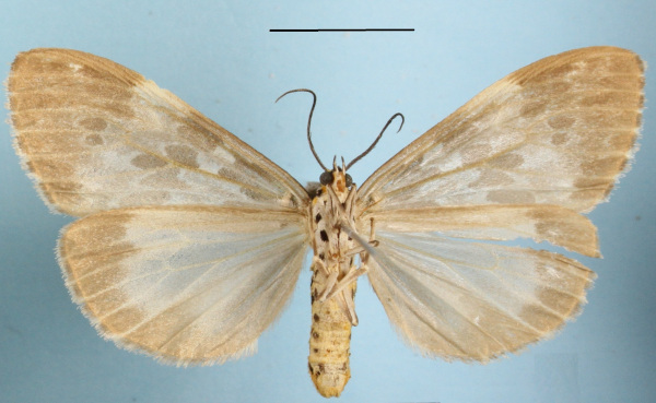 /filer/webapps/moths/media/images/D/doriae_Galtara_AF_MGCLb_02.jpg
