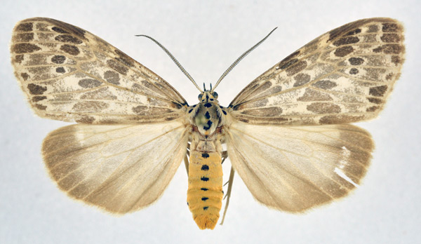 /filer/webapps/moths/media/images/D/doriae_Galtara_AF_NHMO.jpg