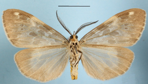/filer/webapps/moths/media/images/D/doriae_Galtara_AM_MGCLb_01.jpg
