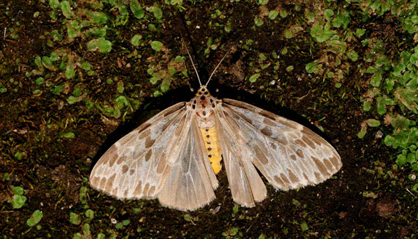 /filer/webapps/moths/media/images/D/doriae_Galtara_A_King.jpg
