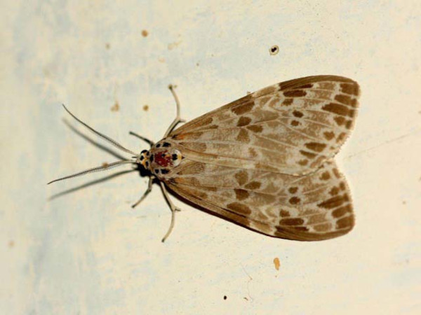 /filer/webapps/moths/media/images/D/doriae_Galtara_A_Wursten.jpg