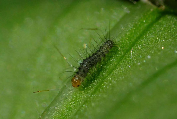 /filer/webapps/moths/media/images/D/doriae_Galtara_C_King.jpg