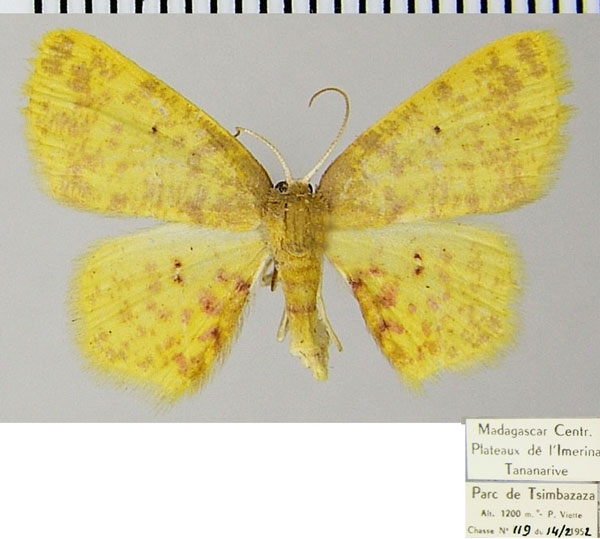 /filer/webapps/moths/media/images/D/doricaria_Chrysocraspeda_AF_ZSMa.jpg