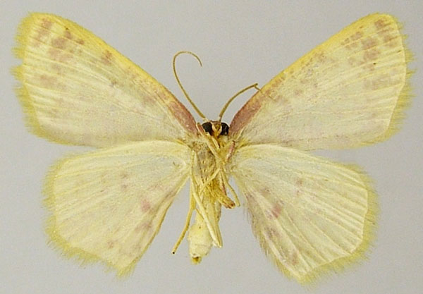 /filer/webapps/moths/media/images/D/doricaria_Chrysocraspeda_AF_ZSMb.jpg
