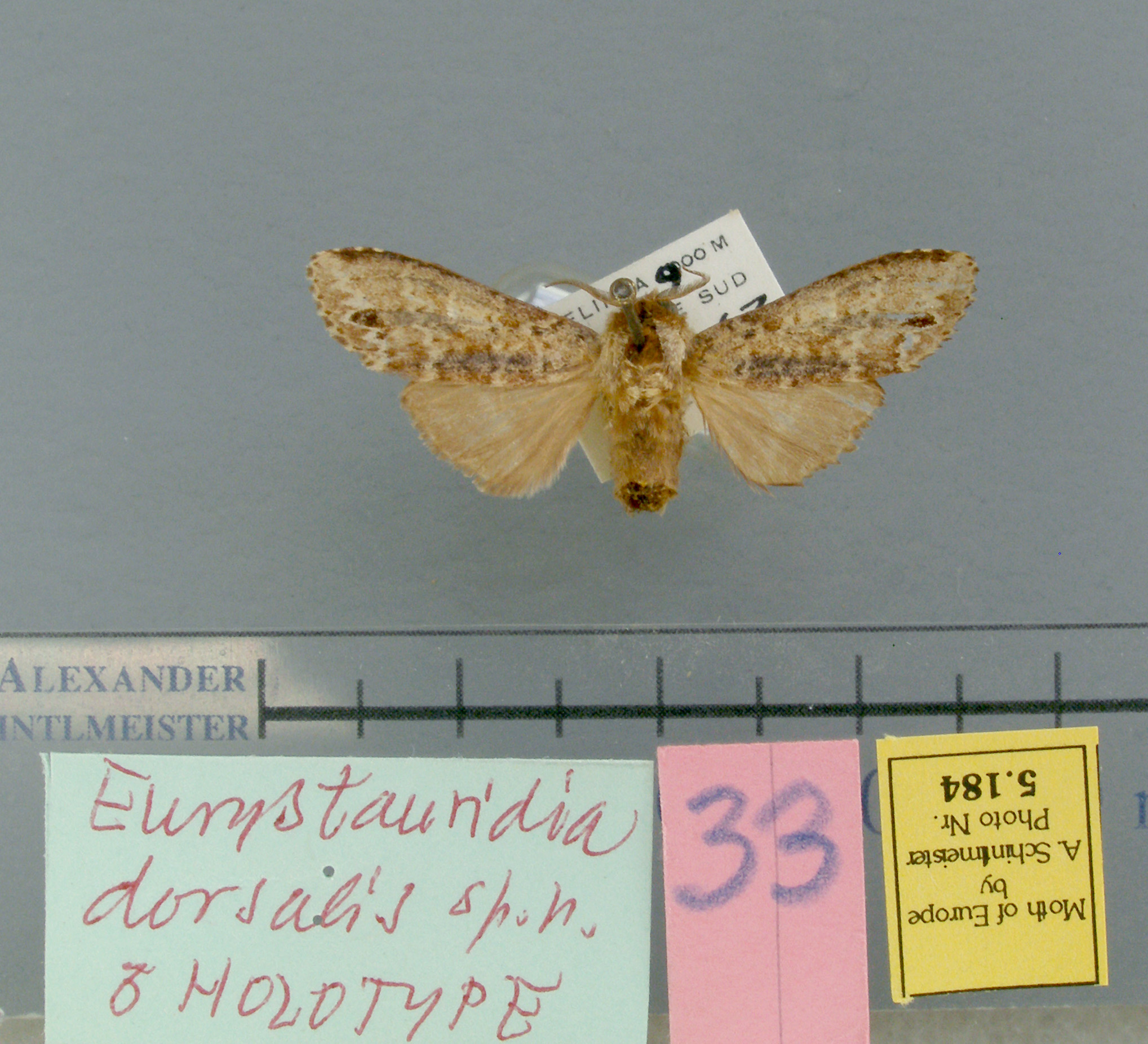 /filer/webapps/moths/media/images/D/dorsalis-Eurystauridia-5184-HT-Gabon.jpg